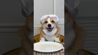 My corgi hosted a dinner party TransformerTable [upl. by Downe112]