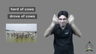 quotHerd of Cowsquot amp quotDrive of Cowsquot  Indian Sign Language Tutorial  How to sign [upl. by Stefa]