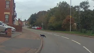 Cat crossing Driving through Fleckney in Leicestershire England amp trying a new dashcam  221023 [upl. by Aziul]