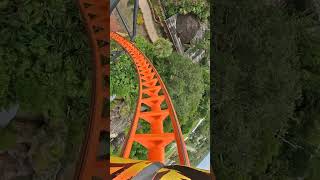 Conquering Tigris at Busch Gardens 🐯 🌾 rollercoaster amusementpark themepark buschgardens [upl. by Eimaral]