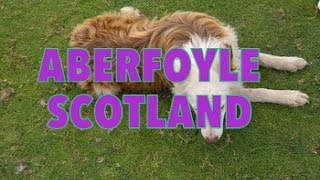 ScotlandGlasgowscottish sheepdogs herding geese in livestock show [upl. by Annia]