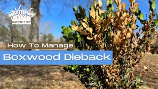 How To Manage Boxwood Dieback [upl. by Namie]