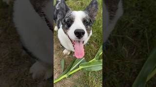 This corgi loves corn 🌽🫢 [upl. by Brightman499]