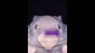 Kurwa Bober Meme Song meme tiktok kurwabober song poland [upl. by Mcripley]