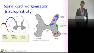 14 Neuropathic pain [upl. by Oriane140]