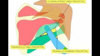 Miologia de miembros superior 2 [upl. by Aleck130]