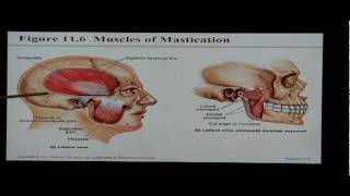 Anatomy and Physiology Help Chapter 11 Muscular System [upl. by Essirehc]