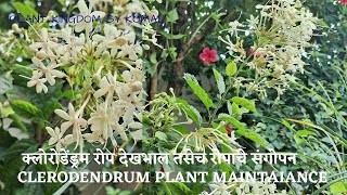 क्लोरोडेंड्रम रोप देखभाल तसेच रोपाचे संगोपनClerodendrum Plant MaintaiancePlant Of the Month [upl. by Caritta]