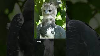 Majestic Harpy Eagle Facts Natures Powerful Predator [upl. by Nrubliw]