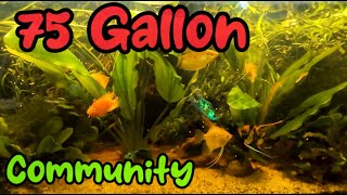 75 Gallon Community Tank [upl. by Waylon928]