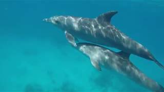 Rencontre avec 2 dauphins qui narrêtent pas de siffler [upl. by Sewellyn]