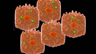 Hemochromatosis  Animated Atlas [upl. by Siwel]