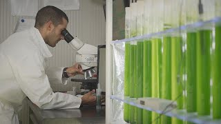 How microalgae can treat wastewater and turn it into a valuable resource [upl. by Okihcim75]