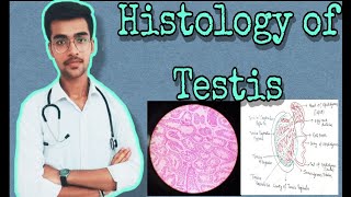 1 Histology amp Structure of testis  Complete description  short notes  by Aniket tyagi [upl. by Jesse]