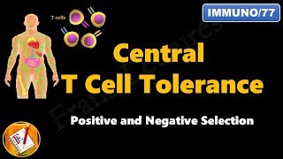 Central T cell Tolerance  Positive and Negative Selection FLImmuno77 [upl. by Ennazor68]