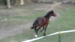 Arabian mare and sons gallop to barn [upl. by Mills71]