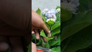 How to propagate hydrangea plant from cuttings  Hydrangea plant care gardening [upl. by Eydie653]