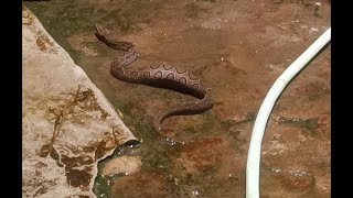 Lifesaving Rescue Releasing a Russell Viper back into the Wild [upl. by Dnomaid192]