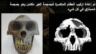 28 تطور الانسان النصف الأول من الجزء الرابع عشر والرد على حفرية راميدس Ardipithecus ramidus [upl. by Dlaner]