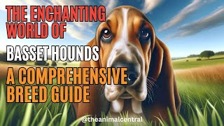 Basset Hounds A Comprehensive Breed Guide [upl. by Bender212]