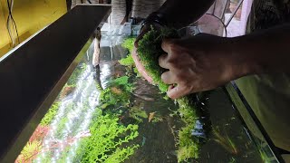 Aquarium Rescaping  uprooting montecarlo  Resetup [upl. by Rehtul]