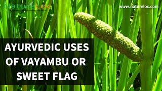 Ayurvedic uses of Vayambu or Sweet flag വായാമ്പു ഔഷദ ഗുണങ്ങൾ [upl. by Willis879]