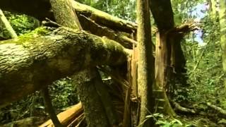 Documental Selva tropical el secreto de la vida [upl. by Eisak]