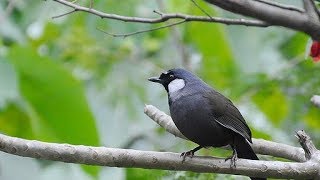 Best WhiteCrested Laughing thrush bird songs  1hr Relaxing Nature sounds [upl. by Imorej]