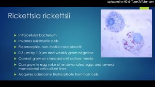 Rickettsia rickettsii on mononuclear cells [upl. by Giles165]