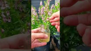 Grow new Angelonia plants easily garden shorts flowers [upl. by Atnauqahs]