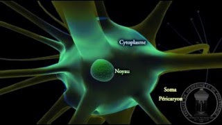 Physiologie du système nerveux  Neurone  partie 1 [upl. by Euh]