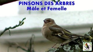 PINSON des ARBRES femelle [upl. by Kazmirci]