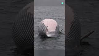 Is Dead Whale Dangerous 🤔 [upl. by Leede]