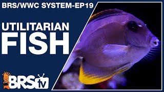 Ep19 Reef tank fish with a purpose  The BRSWWC System [upl. by Aicilra286]