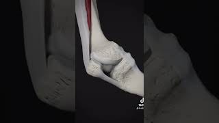 Puntos de la rodilla para en auriculoterapia [upl. by Llenod]