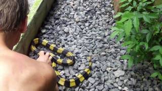 Catching a banded krait at a Thailand snake show [upl. by Euqinna]