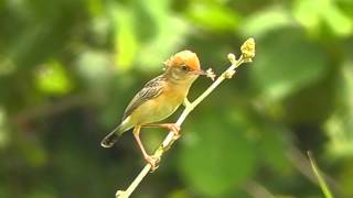 Brightheaded Cisticola  Birdwatching Thailand [upl. by Lili]