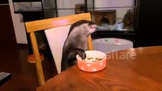 Pet otter eats at table  well behaved otter [upl. by Charyl247]