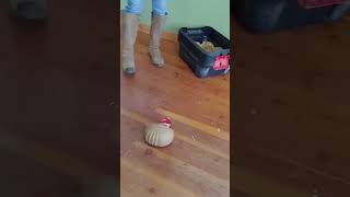 Cute Armadillo plays with his ball armadillo armadillos viralanimals [upl. by Tilney]