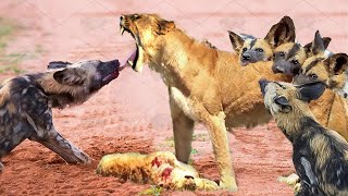 Dramatic Battle  Lioness Gives Birth Before The Siege Of Bloodthirsty Wild Dog [upl. by Blaine]