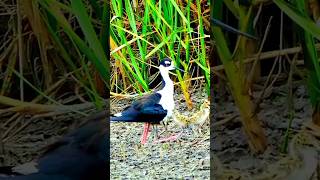 black necked stilt enjoying with little chicks [upl. by Yeldua]