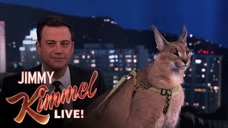 Dave Salmoni Scares Jimmy Kimmel with Wild Animals [upl. by Sherris343]