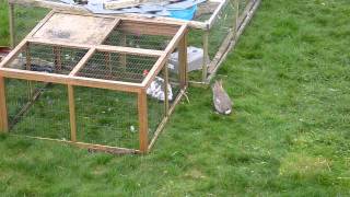 Wild Rabbit Visits Pet Rabbits in their Run [upl. by Rivera]