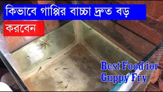 খুব দ্রুত গাপ্পির বাচ্চা বড় করুণ  Guppy Fry Take care  Best food for Guppy Fry [upl. by Losse227]