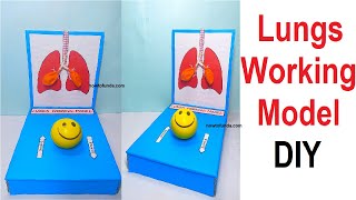 lungs working model science project diy  simple east  respiratory system  craftpiller [upl. by Anaujit]