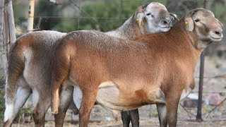 The best sheep breed in South Africa  Elandsnek Boerdery [upl. by Dream]