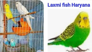 Colorful bajri tote rangin chidiya exotic 🐦 🕊️ 🐔🕊️ bajri tote kaise pale in home in pinjra Cage [upl. by Meikah]