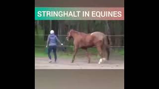 Stringhalt in Equine [upl. by Linnette]