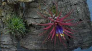 Bloom of Tillandsia Timelapse [upl. by Ahsikar]