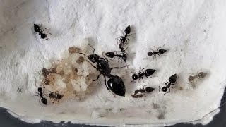 Crematogaster Scelerata dArgentine  Déménagement vers ma nouvelle fourmilière 7 [upl. by Yarahs438]